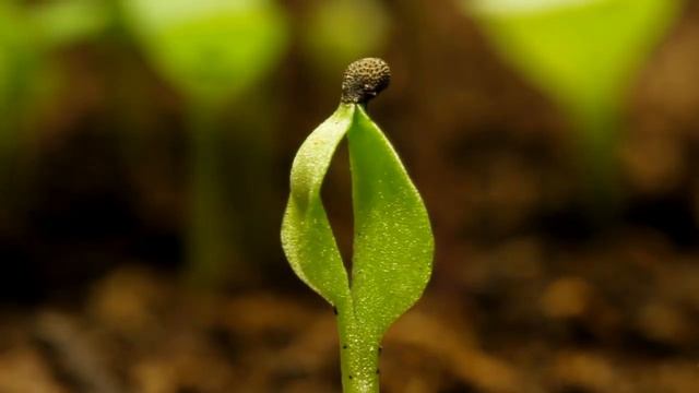 Incredible, accelerated shooting of plant life! смотреть онлайн