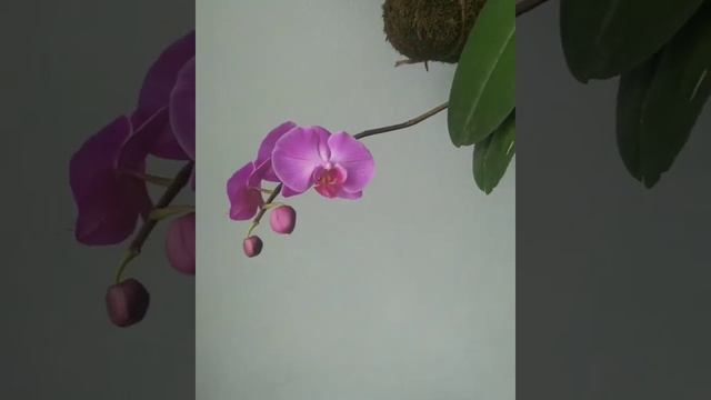 Орхидея в Кокедаме. Сорт Канзас сити смотреть онлайн