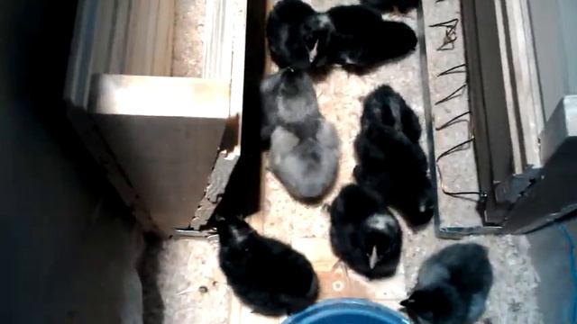 Цыплята Доминант в коробке со всеми условиями. смотреть онлайн