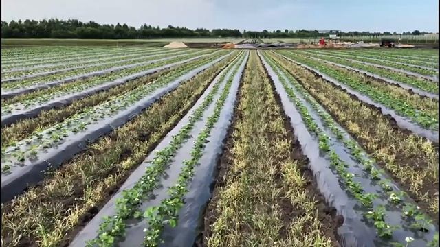 Интенсивная технология производства ягод земляники садовой в ООО «Агрофирма» «СадМашСервис»