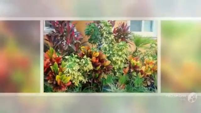 Liriope - garden plants смотреть онлайн