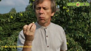 Самая ранняя груша Юньска Лeпотица