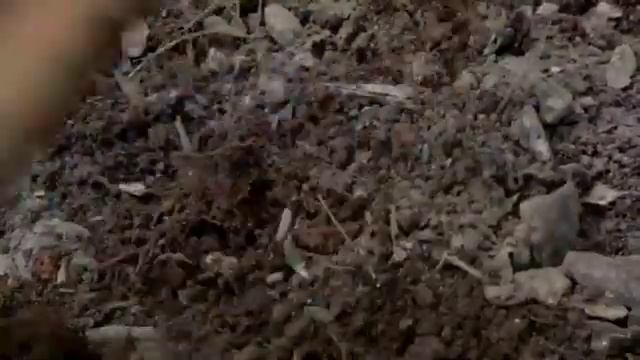 Заготовка и польза золы Часть 2 смотреть онлайн