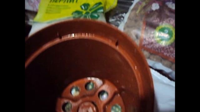 Литопсы / "Живые Камни"-2. Состав грунта, пересадка. Обидный опыт смотреть онлайн