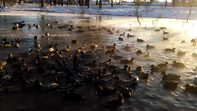 Утки в январе (04.01.2017) смотреть онлайн