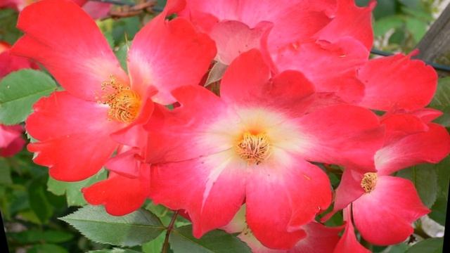 Henry Arland. Rosen Melodie смотреть онлайн