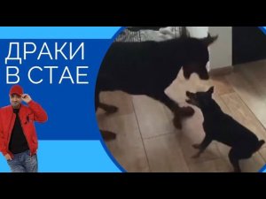 Цвергпинчер против Добермана(драки в стае)