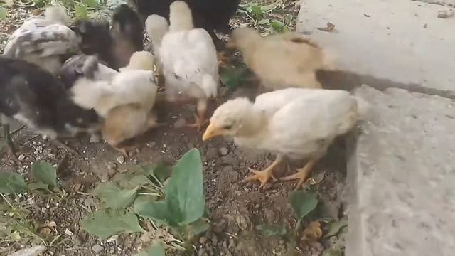 Дрессировка цыплят смотреть онлайн