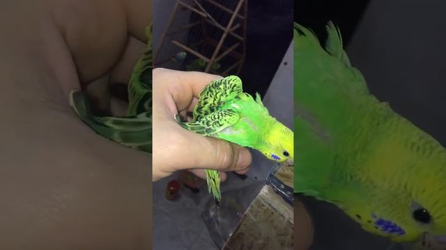 Птенцы волнистого попугая, новая кладка смотреть онлайн