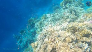 Заповедник РАС МОХАММЕД, Египет, Шарм Эль Шейх. Что можно увидеть на этой экскурсии?