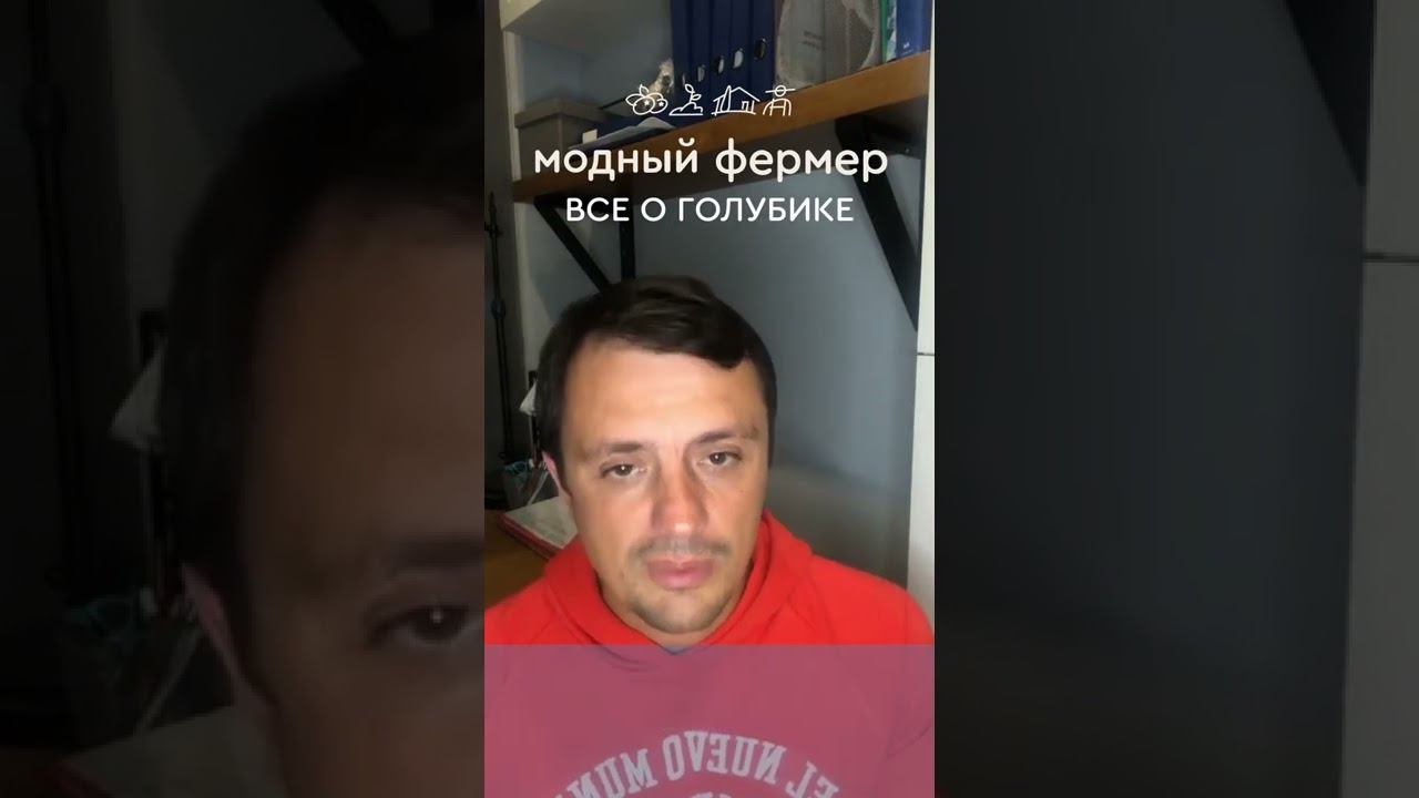 Сколько нужно торфа для куста голубики? #голубика смотреть онлайн