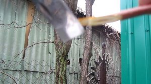 Прививка плодовых деревьев весной.Прививка абрикоса на сливу.Что можно привить на сливу