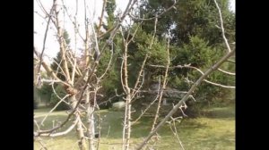 Один из примеров формирования колоновидной яблони .