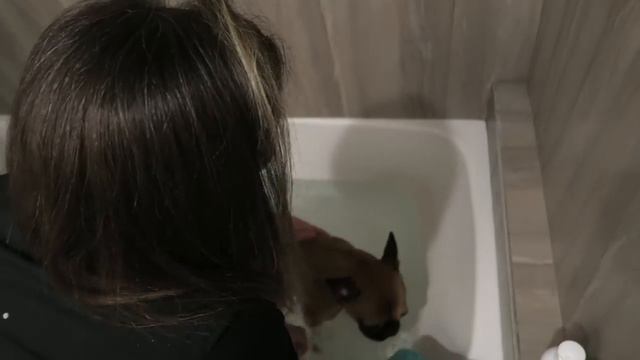 FRENCHIE BATH TIME & DOG PARK смотреть онлайн