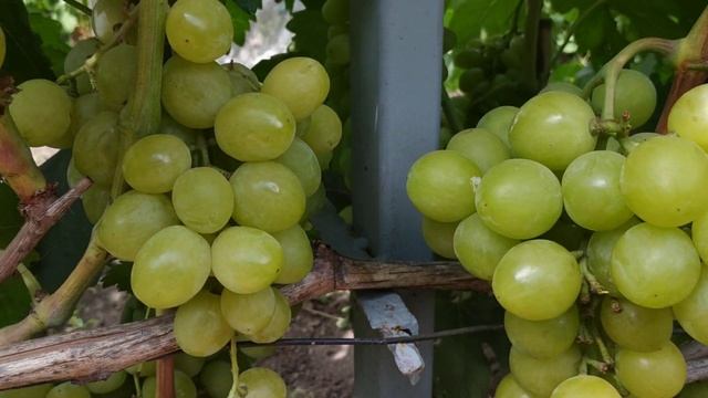 Г.Ф. винограда ДЖИНА. 2020г смотреть онлайн