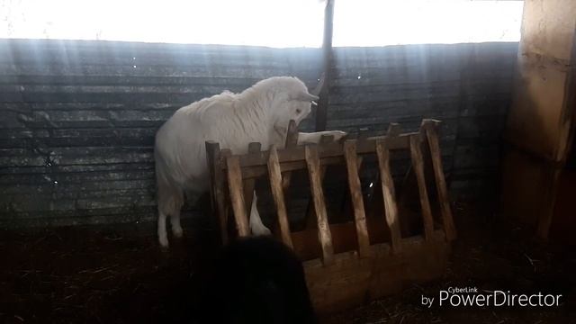 Как выглядит беременная коза/козы зимой смотреть онлайн
