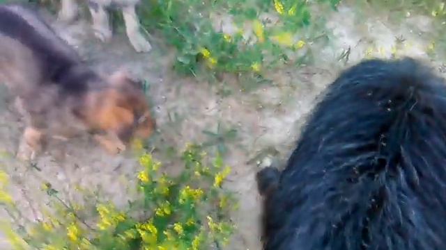 Бойцовский пес против дворняги со щенками смотреть онлайн