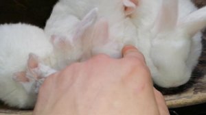 ОБЗОР НОВОЙ ПОРОДЫ КРОЛИКОВ🐰🐰🐰