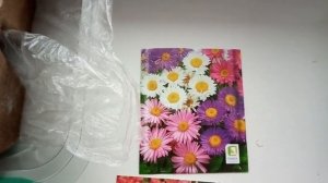 Выращивание альпийской астры из семян. Выращивание колеуса из семян.