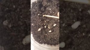 Огород на подоконнике.26 октября посев балконных томатов Пиноккио и Видимо Невидимо.