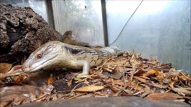 Eastern Blue-tongue- Tiliqua scincoides,eating a garden snail смотреть онлайн