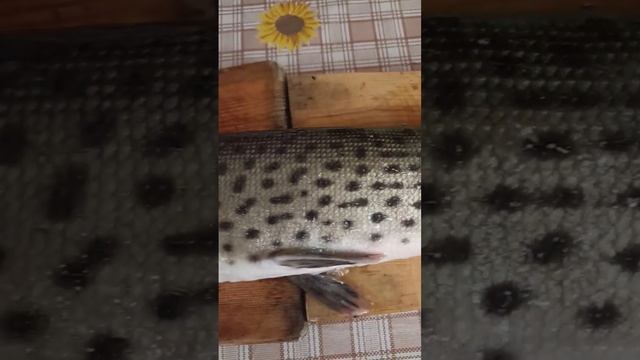 Щука амурская. Инверсия европейской. смотреть онлайн
