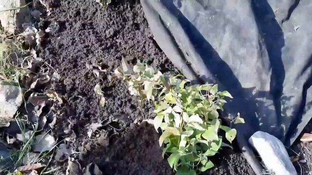 КЛЕМАТИСЫ| Обрезка| Укрытие на зиму смотреть онлайн