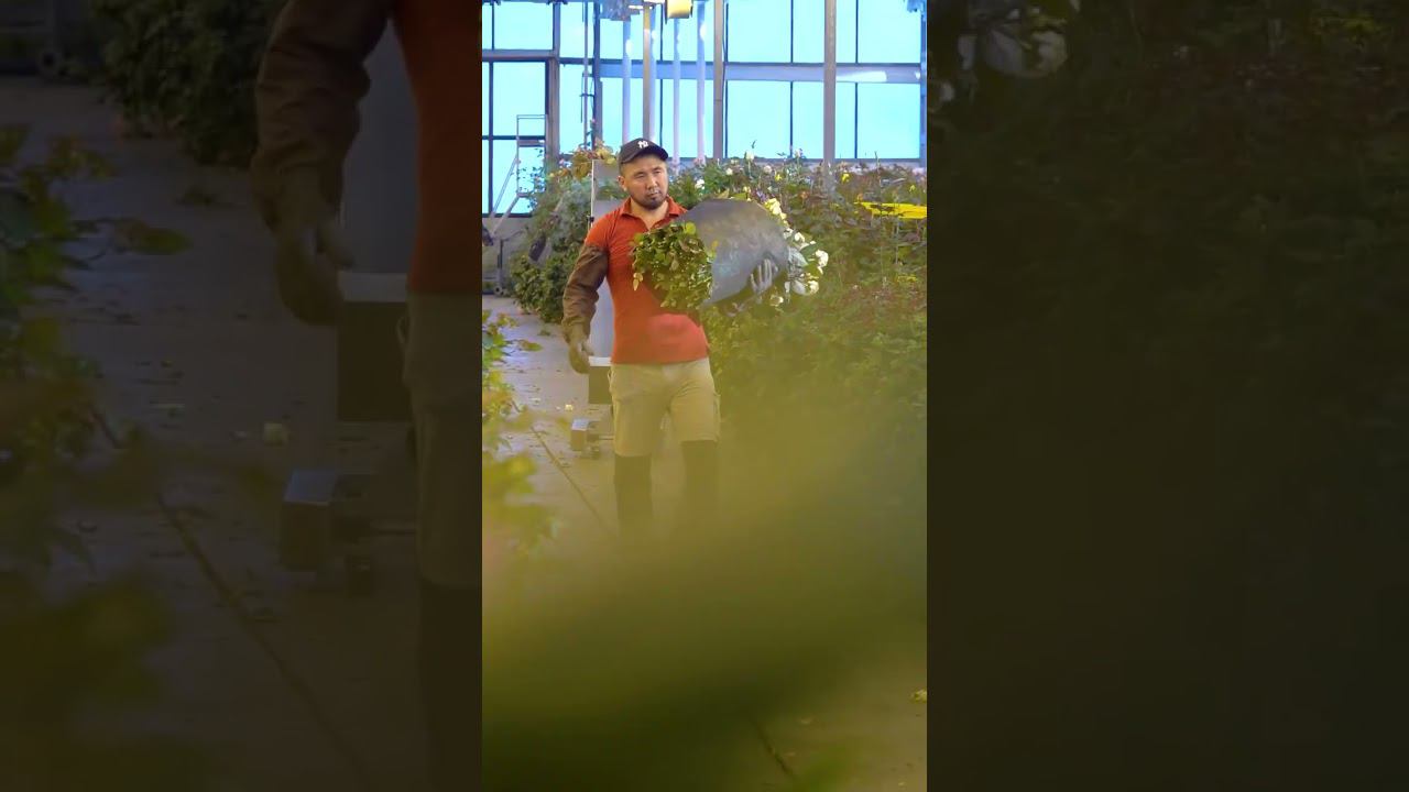 Розарий: Самые ароматные рабочие будни... #shorts смотреть онлайн