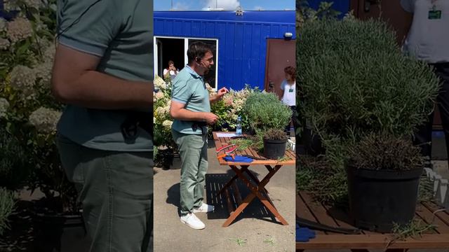 Лекція про лаванду. С/ц «Наталіс» смотреть онлайн