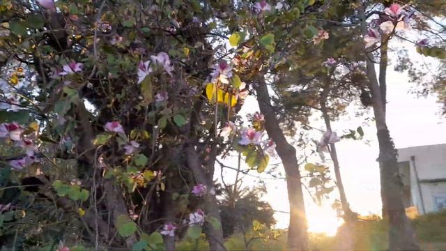 Brazilian orchid tree.Bauhinia.Баухиния.#lifeisrael смотреть онлайн