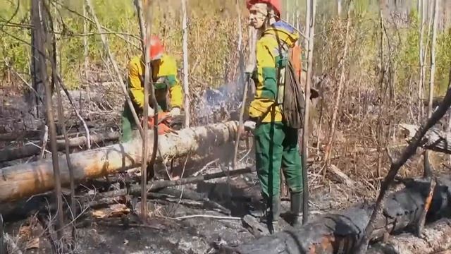 КГАУ Лесопожарный центр этапы большого пути. смотреть онлайн