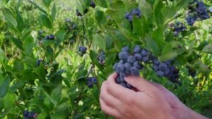 Как вырастить чернику на даче