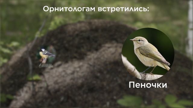 Зоологи на Быстринском ГОКе, Презентация Результатов в области устойчивого развития, Чистый Норильс смотреть онлайн