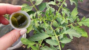 ЖЕЛТЕЮТ ЛИСТЬЯ У ТОМАТОВ ВСЁ ИСПРАВЛЯЕТСЯ В МОМЕНТ, БЫСТРО И ЭФФЕКТИВНО