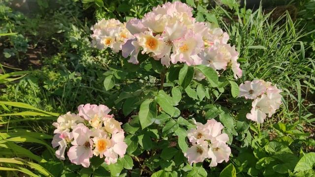 ❗Наконец-то! СХЕМА ЛЕЧЕНИЯ РОЗ ОТ ЛМР: фунгициды, стимуляторы, баковые смеси! Раскрываю все секреты смотреть онлайн