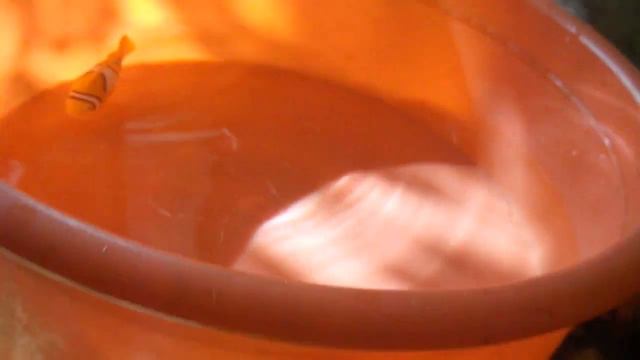 Британец Симона и золотая рыбка смотреть онлайн