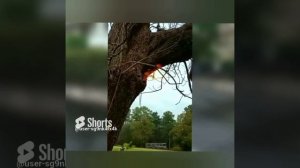 ОГОНЬ ВНУТРИ ДЕРЕВА