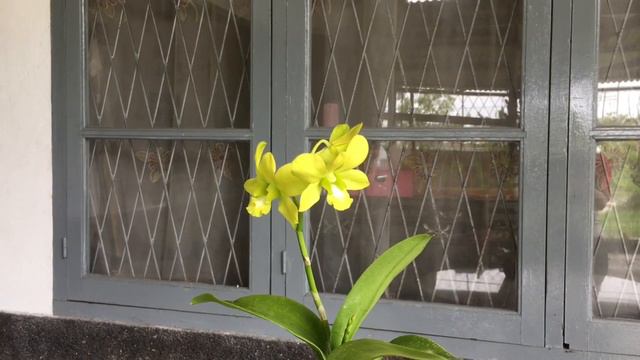 Anggrek Dendrobium Yellow Cheers смотреть онлайн
