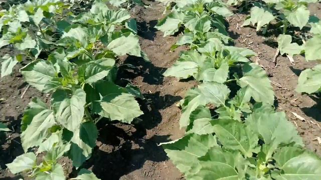 Евролайтинг против заразихи! Dow Seeds 8n421cldm