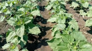 Евролайтинг против заразихи! Dow Seeds 8n421cldm