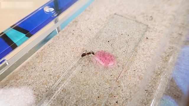 ¡PINTE A MIS HORMIGAS DE VARIOS COLORES! смотреть онлайн