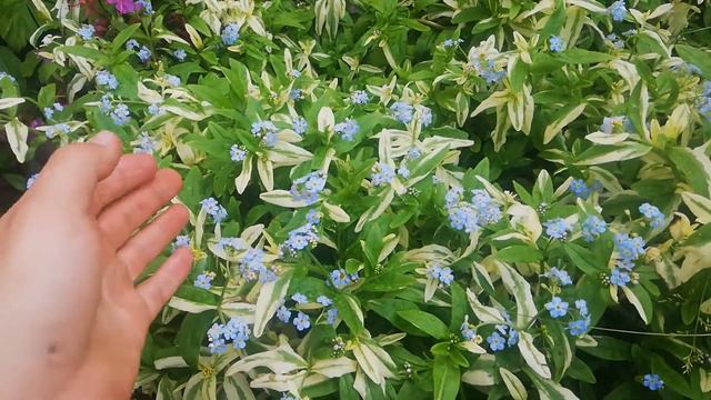 Незабутка вариегатная смотреть онлайн