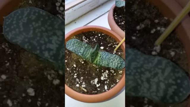 Первые гастерии) начало смотреть онлайн