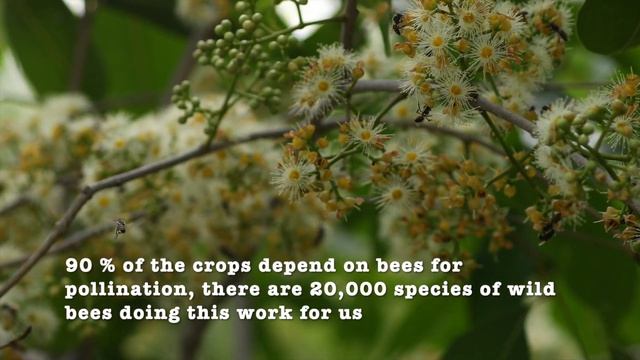 Jamun (Syzygium cumini) flowers смотреть онлайн