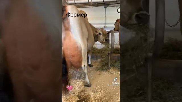 как думаете сколько молока даёт коровы и какая это парода смотреть онлайн
