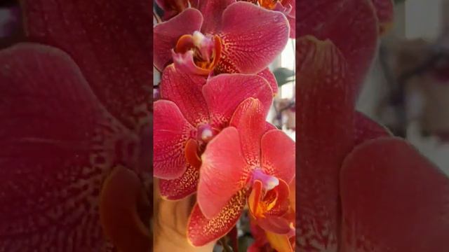 АЛЕНЬКИЙ ЦВЕТОЧЕК🥰 смотреть онлайн