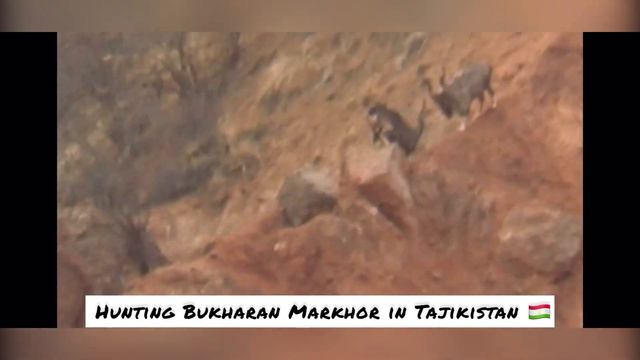 HUNTING BUKHARAN MARKHOR IN TAJIKISTAN 🇹🇯 (САЙДИ ТАГНОБ) смотреть онлайн