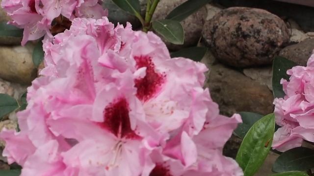 РОДОДЕНДРОН Королева Ядвига смотреть онлайн