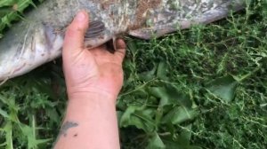 Добавление соли в пруд!лечение рыб солью!повышение иммунитета у рыб весной!пруд на даче!