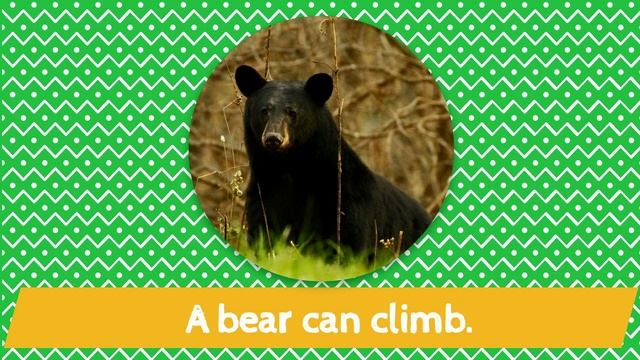 Wild Animals Actions Quiz